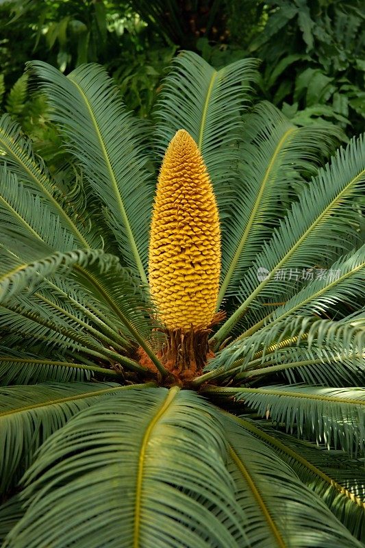 苏铁(Cycas revoluta)